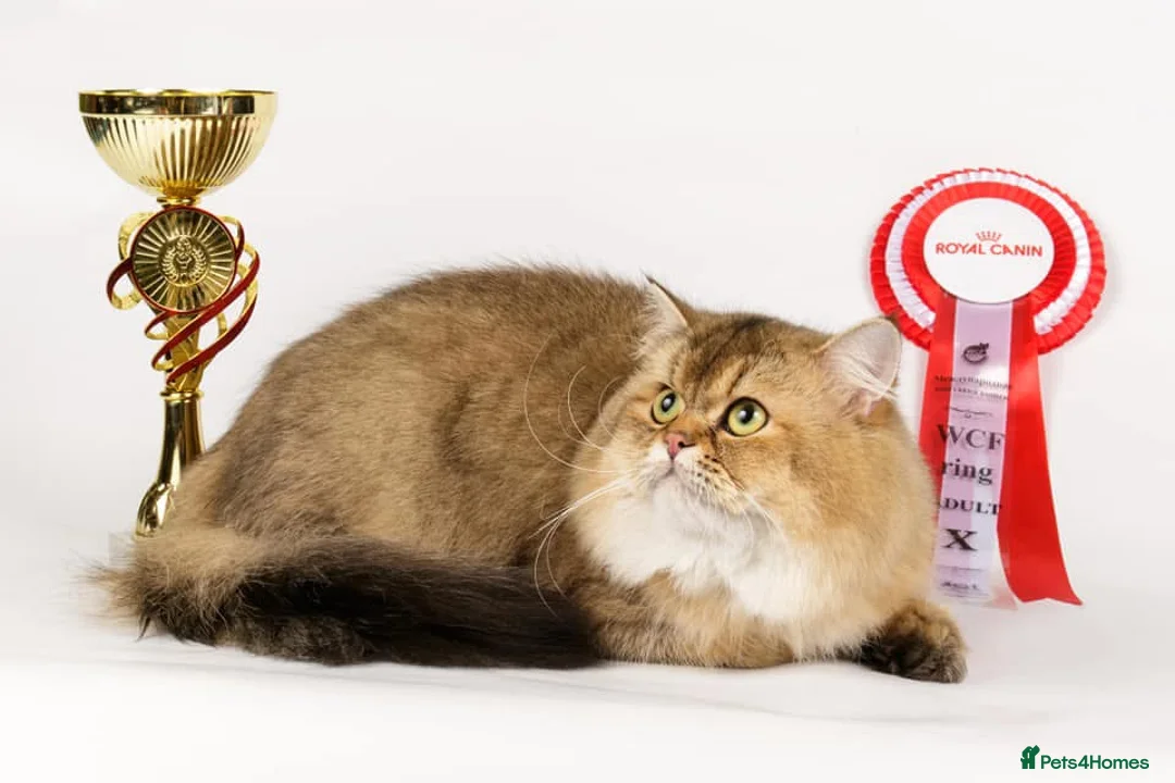 Scottish Fold cats for stud: Inter-champion SFLH straight male stud only  - Advert 3