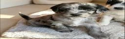 Sproodle dogs for sale: Rare Merle Sroodles Ready To Leave  - Advert 16