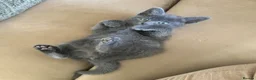 Mixed Breed cats for sale: Siamese Russian blue kittens  - Advert 17
