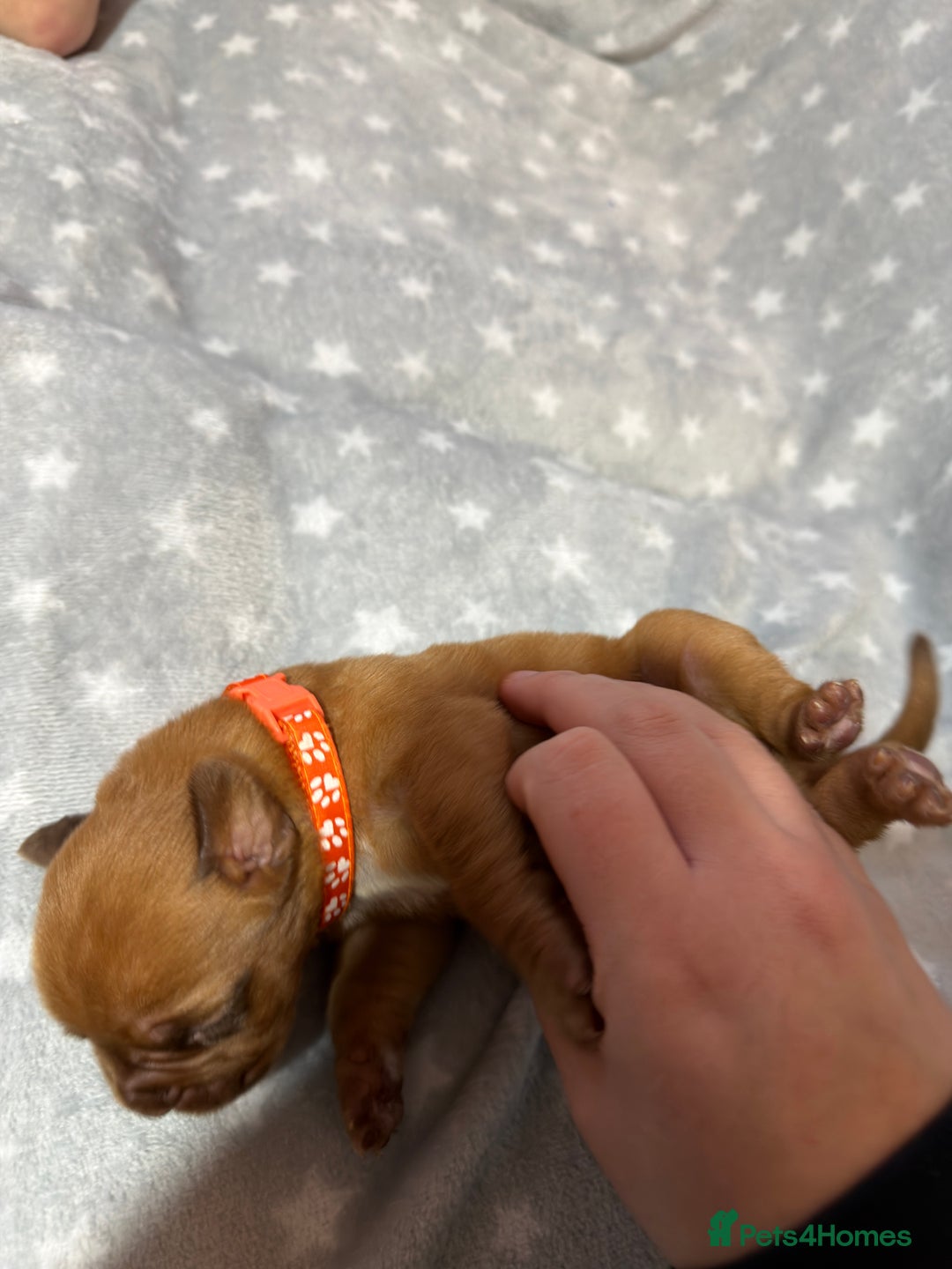 Dogue De Bordeaux dogs for sale: Beautiful Dogue De Bordeaux Puppies - Advert 25