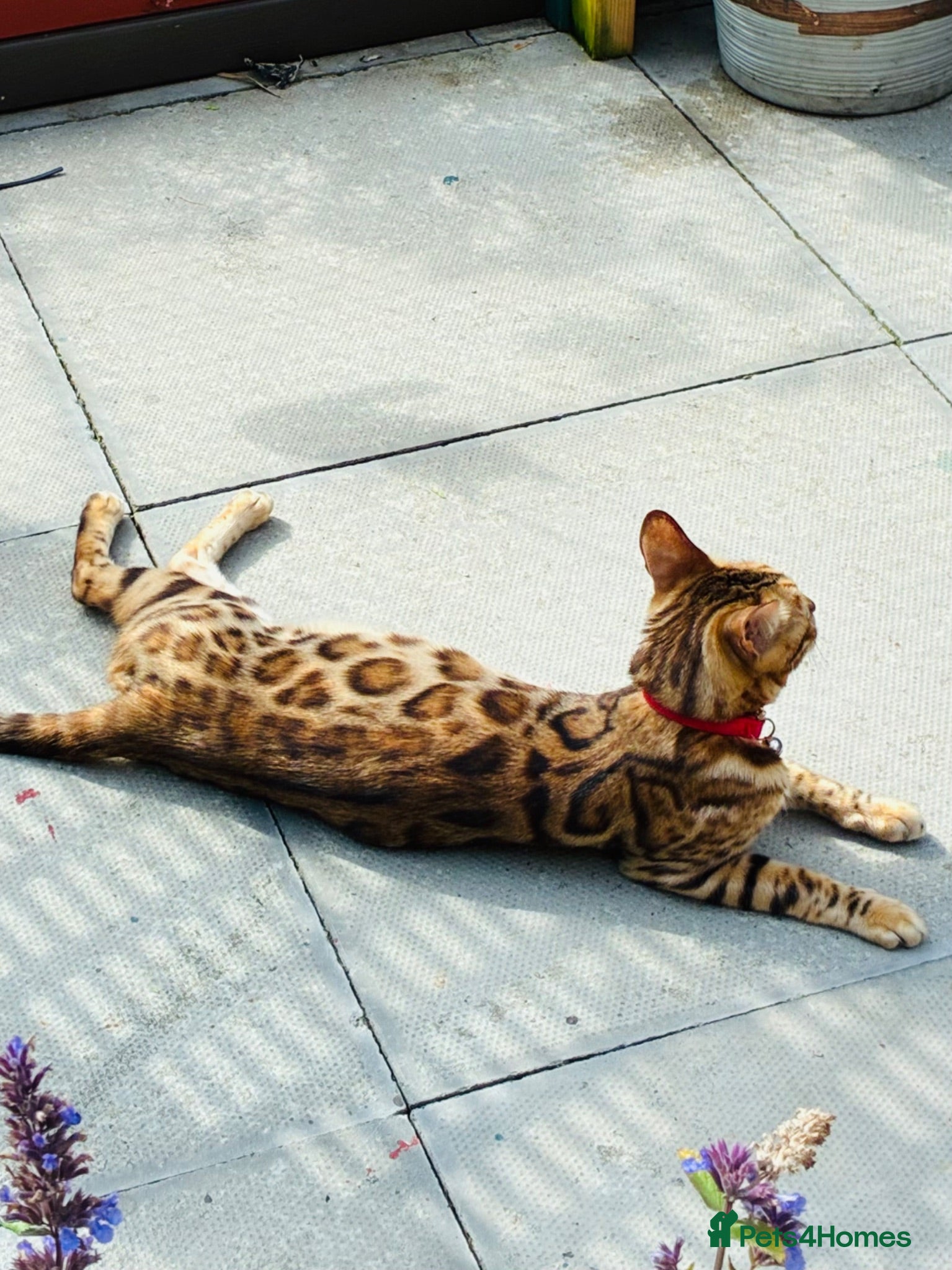 Bengal cats Amazing Bengal Kittens for sale  - Advert 2