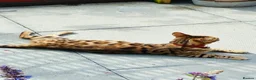 Bengal cats for sale: Amazing Bengal Kittens for sale  - Advert 2