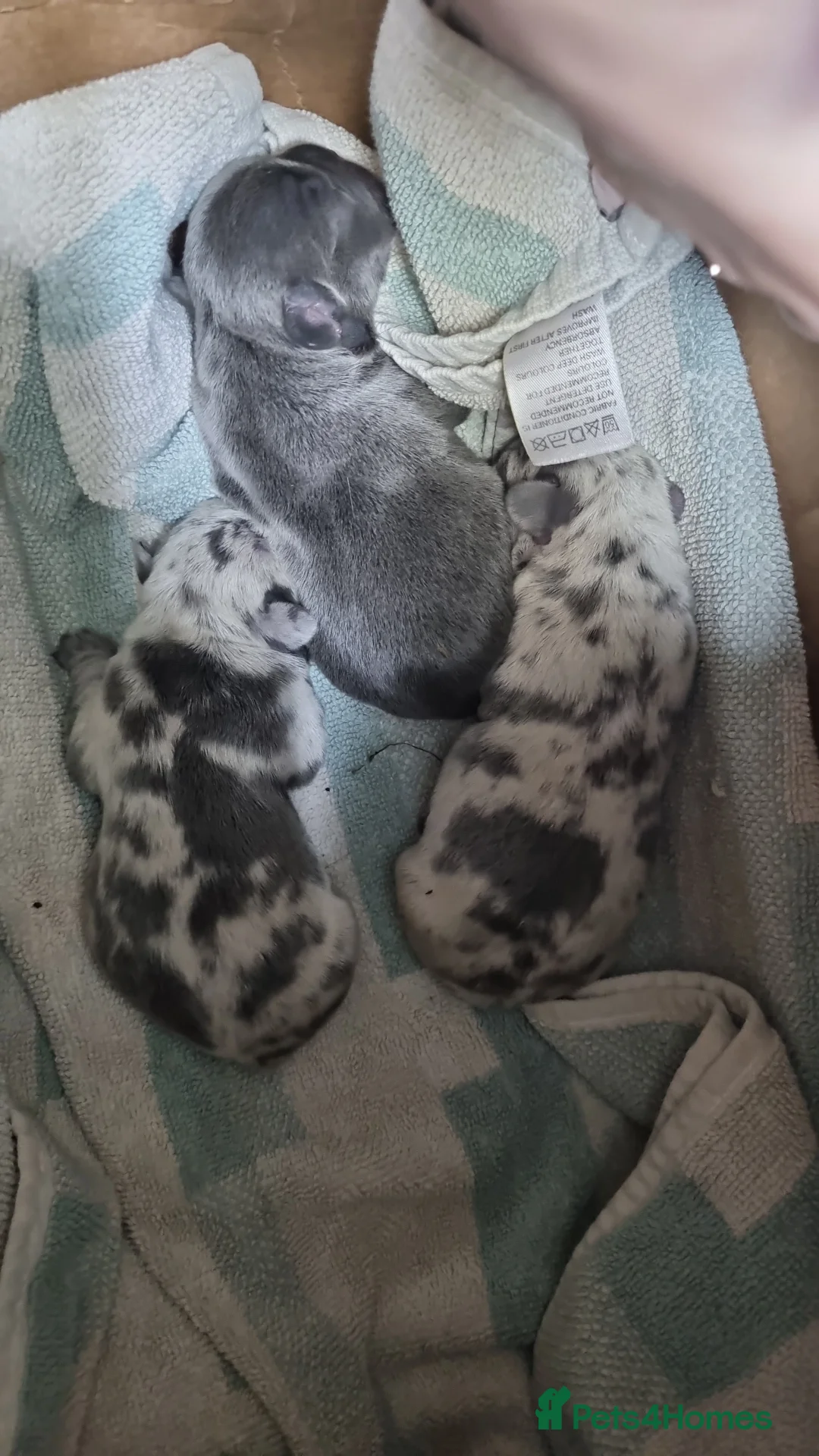 French Bulldog dogs for sale: 3 gorgeous french bulldog puppies - Advert 1