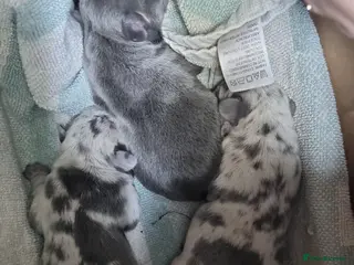 French Bulldog dogs 3 gorgeous french bulldog puppies - Advert 1