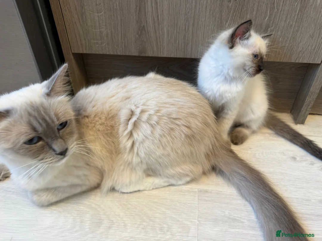 Ragdoll cats for sale: Adorable ragdoll kittens ready now - Advert 4