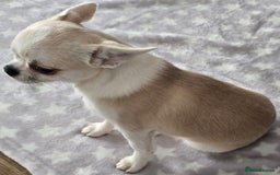 Chihuahua dogs for sale: KC CREAM & WHITE BOY - Image 10