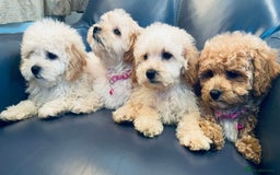 Maltipoo dogs for sale: Stuning Maltipoo Puppies Ready To Go - Image 25