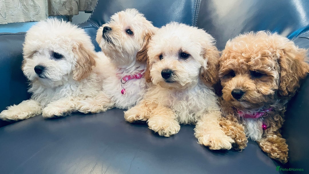 Maltipoo dogs for sale: Stuning Maltipoo Puppies Ready To Go - Image 25