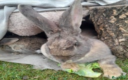 Continental Giant rabbits for sale: Beautiful Giant Continental Babies - Image 26
