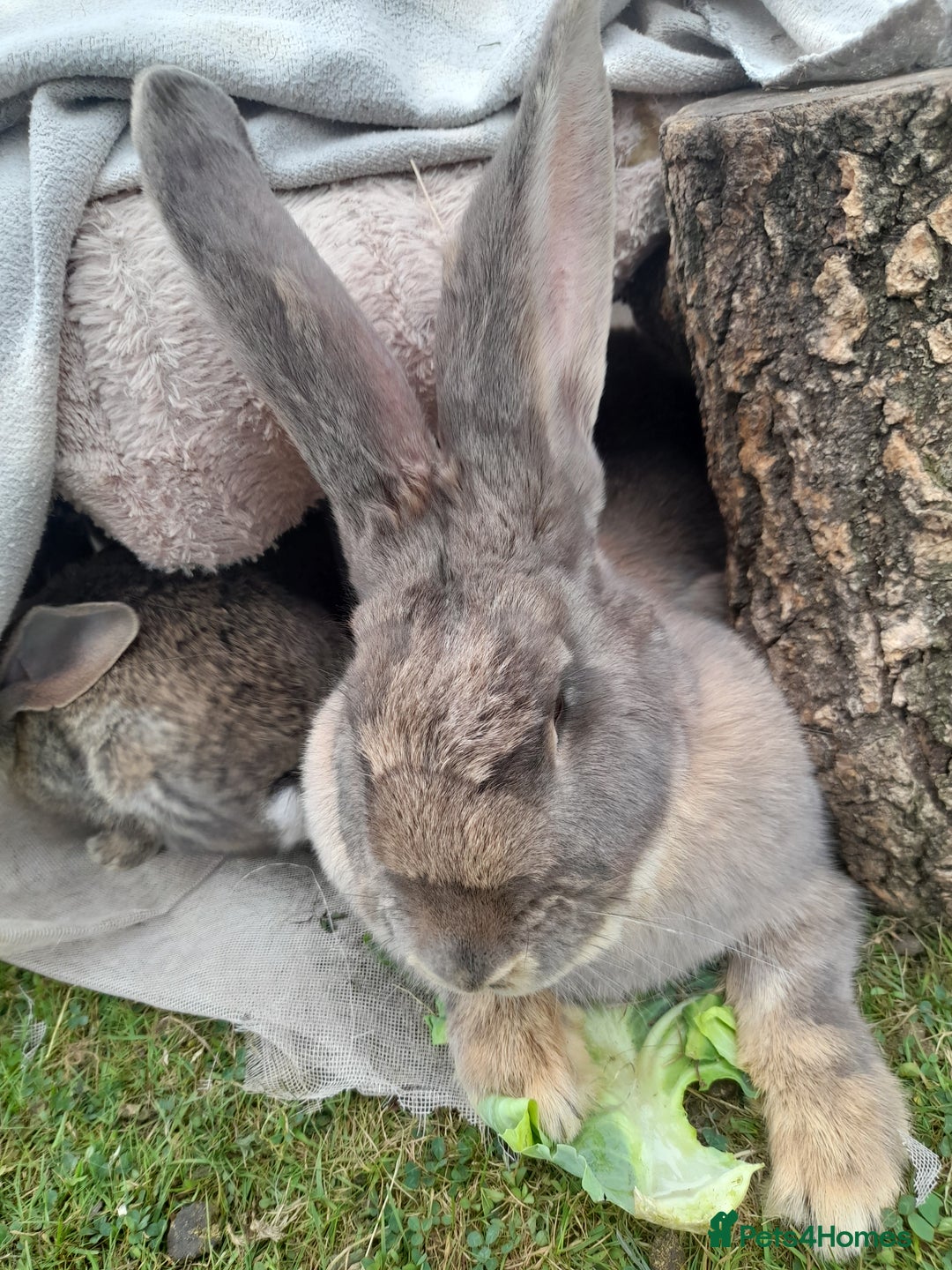 Continental Giant rabbits for sale: Beautiful Giant Continental Babies - Image 26