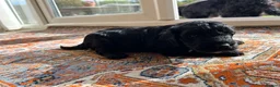 Cockapoo dogs for sale: Beautiful F1xF2 Cockapoo Puppies-Loving home £1400 in Colyton - Advert 33