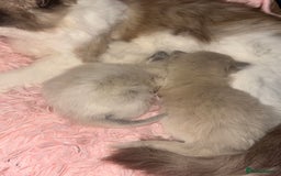 Ragdoll cats for sale: Cherubim mink ragdoll girl  - Image 5