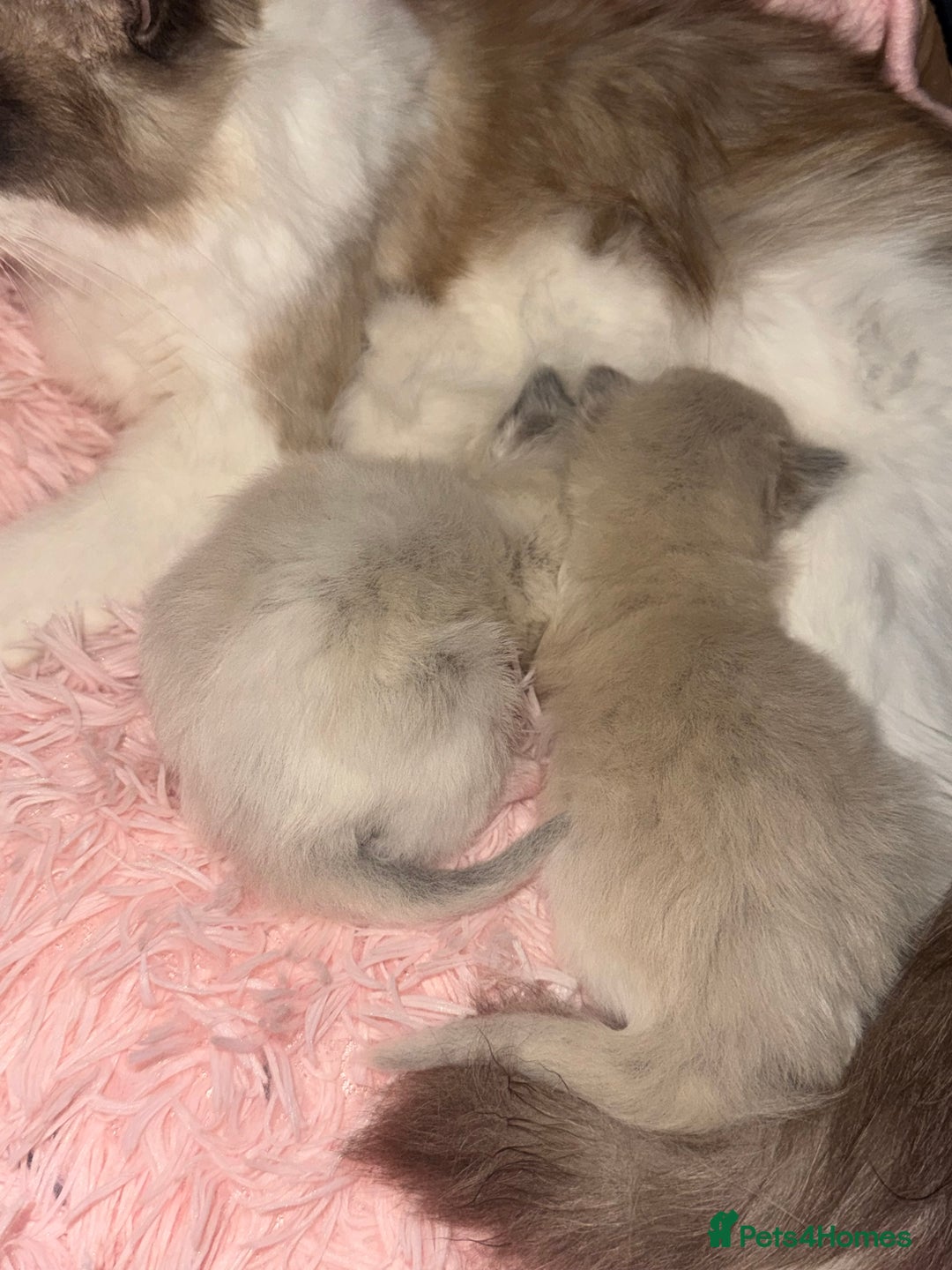 Ragdoll cats for sale: Cherubim mink ragdoll girl  - Image 5