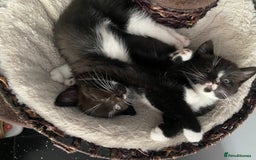 Mixed Breed cats for sale: X BRITISH SHORT adorable kittens ready 4 new home - Image 22