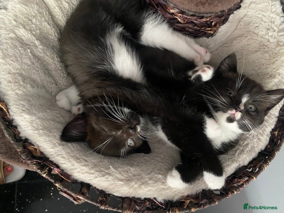 Mixed Breed cats for sale: X BRITISH SHORT adorable kittens ready 4 new home - Image 22