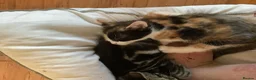 Mixed Breed cats for sale: Looking to become a member of your family in Dagenham - Advert 9