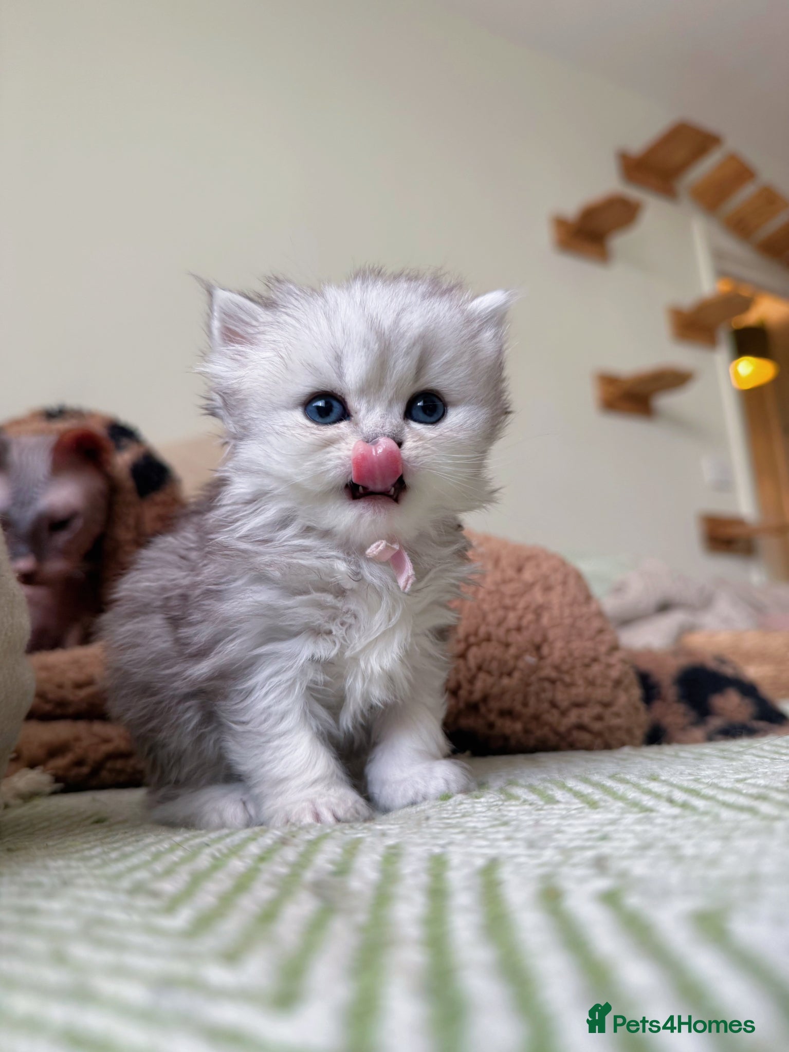 British Shorthair cats Beautiful pedigree BSH and BLH kittens  - Advert 2