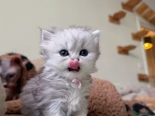 British Shorthair cats Beautiful pedigree BSH and BLH kittens - Advert 2