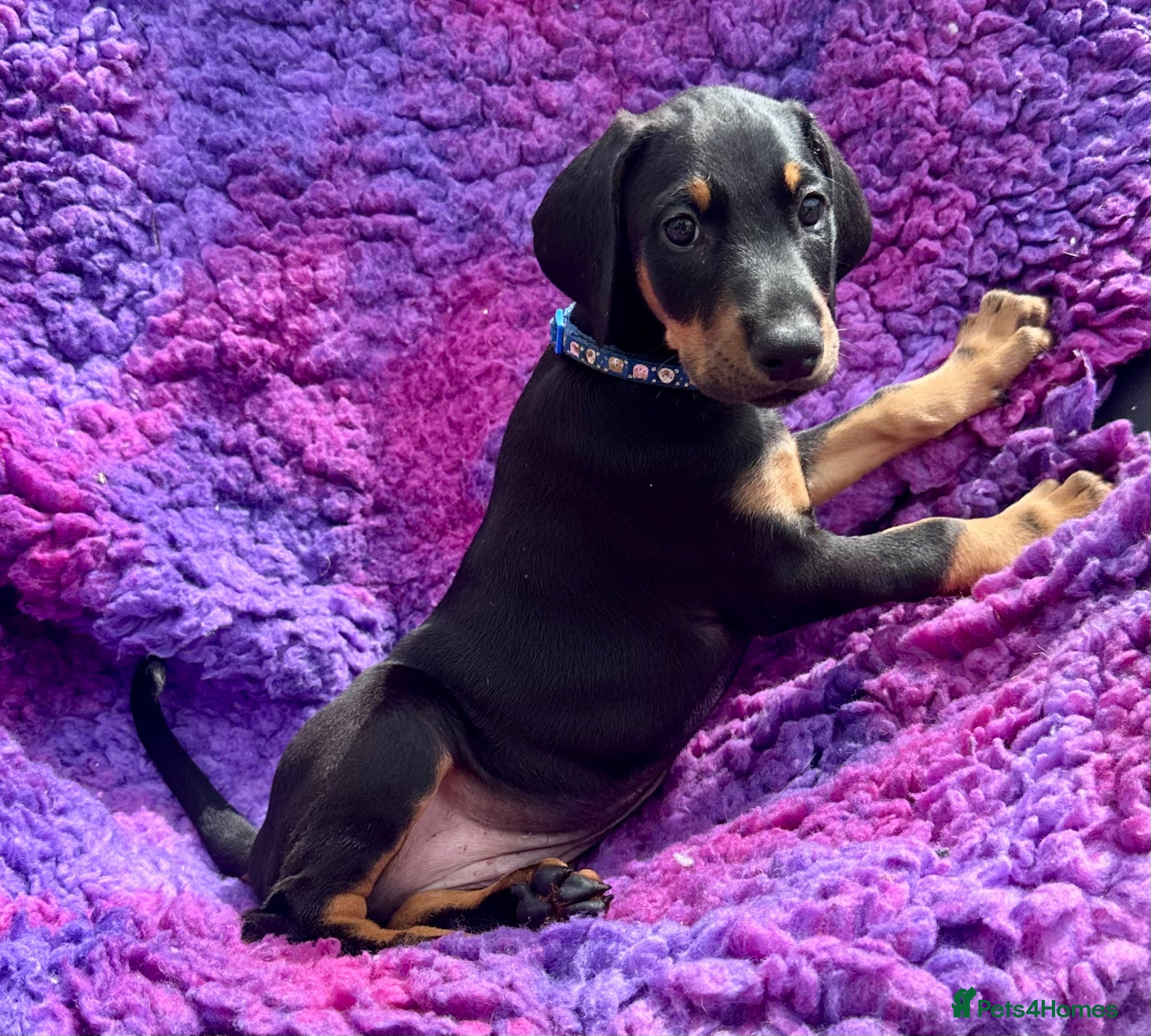 Dobermann dogs KC registered health tested Dobermann puppies  - Advert 2