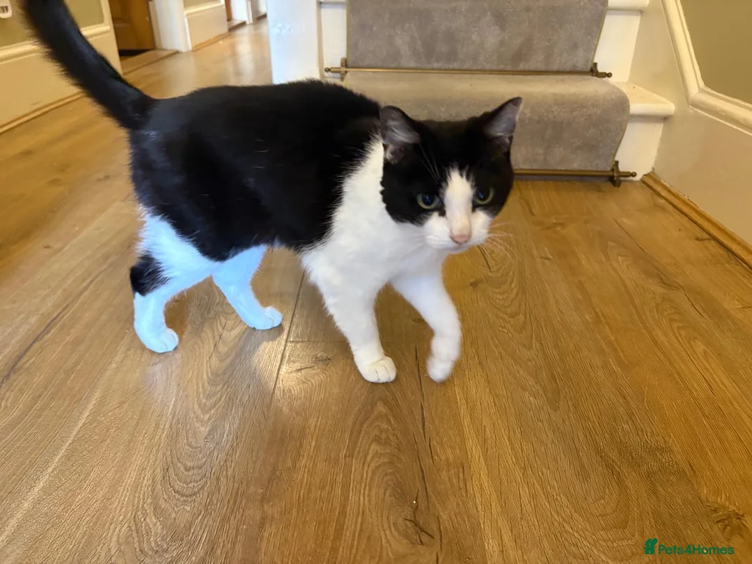 British Shorthair cats for sale: New home required - Advert 3