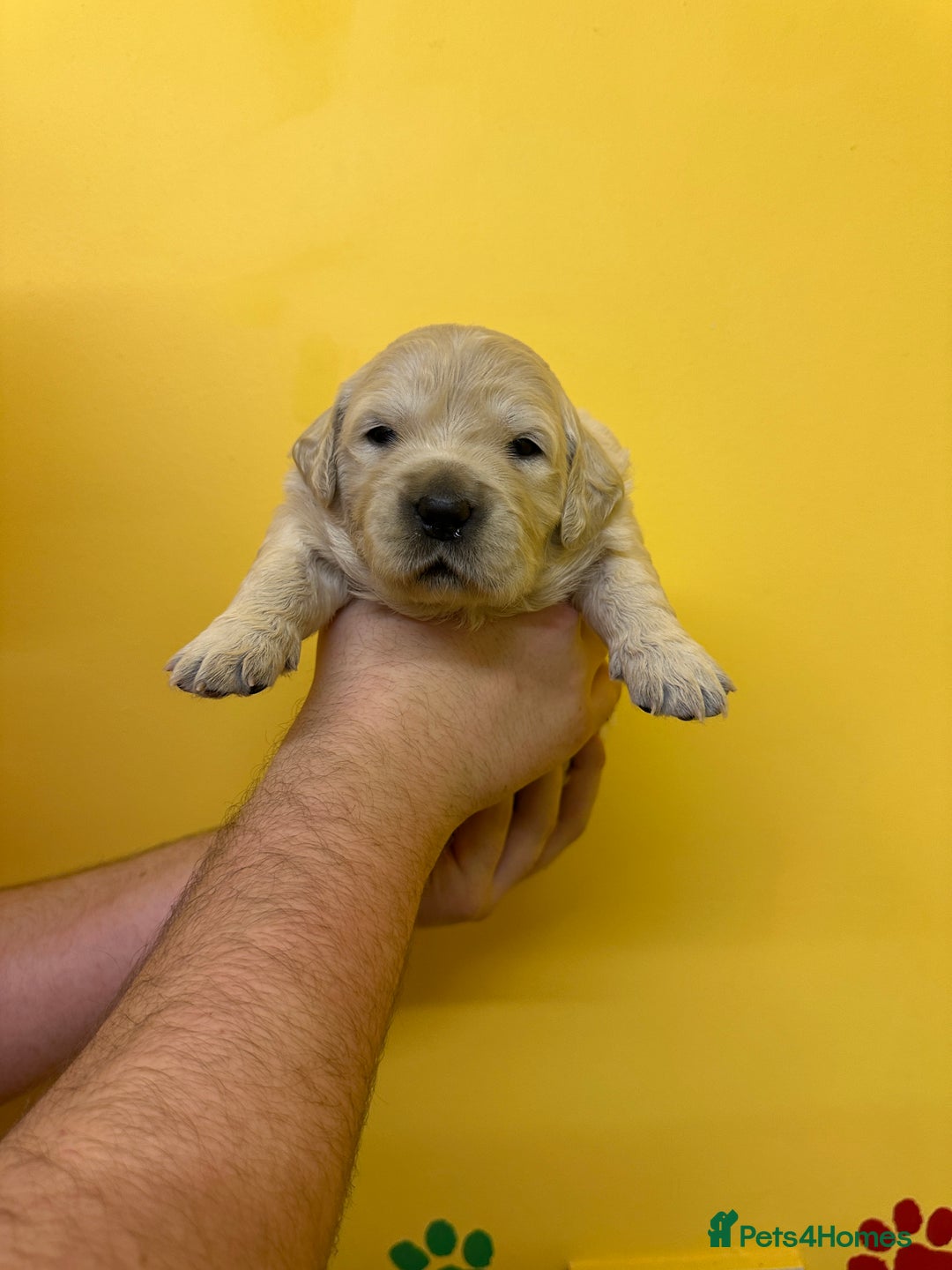 Golden Retriever dogs for sale: Stunning golden retriever puppies for sale  - Advert 7