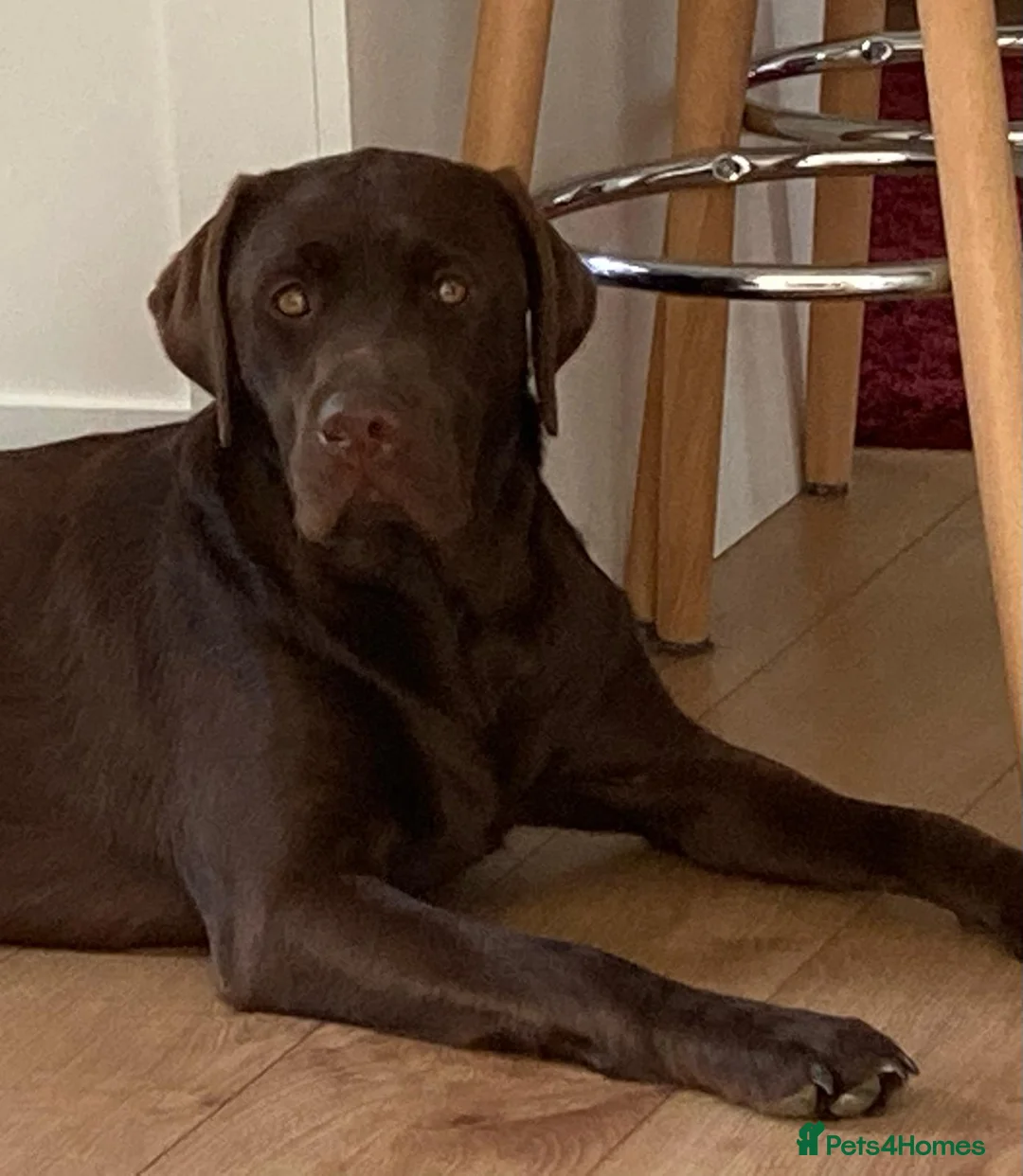 Labrador Retriever dogs for stud: Health Tested KC Chocolate Labrador for stud duty  in Trowbridge - Advert 4