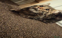 Maine Coon cats for sale: Maine Coone - Image 2