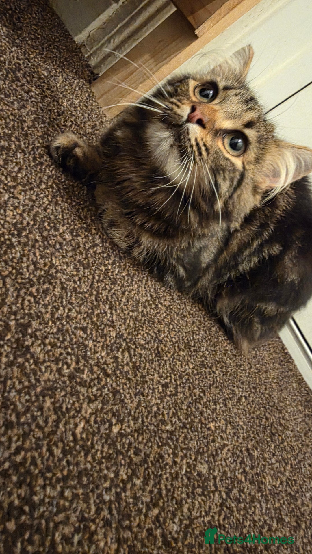 Maine Coon cats for sale: Maine Coone - Image 2