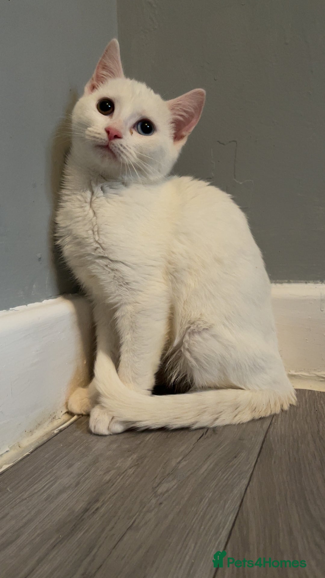 Mixed Breed cats for sale: Rare kittens for sale ready now  - Advert 9