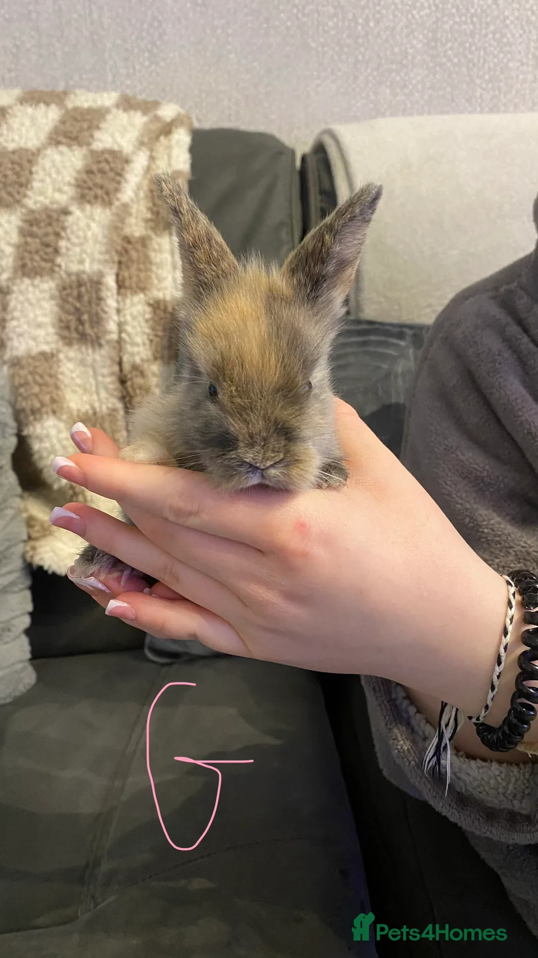 Mixed Breed rabbits for sale: 8 Bunnies for sale  - Advert 9