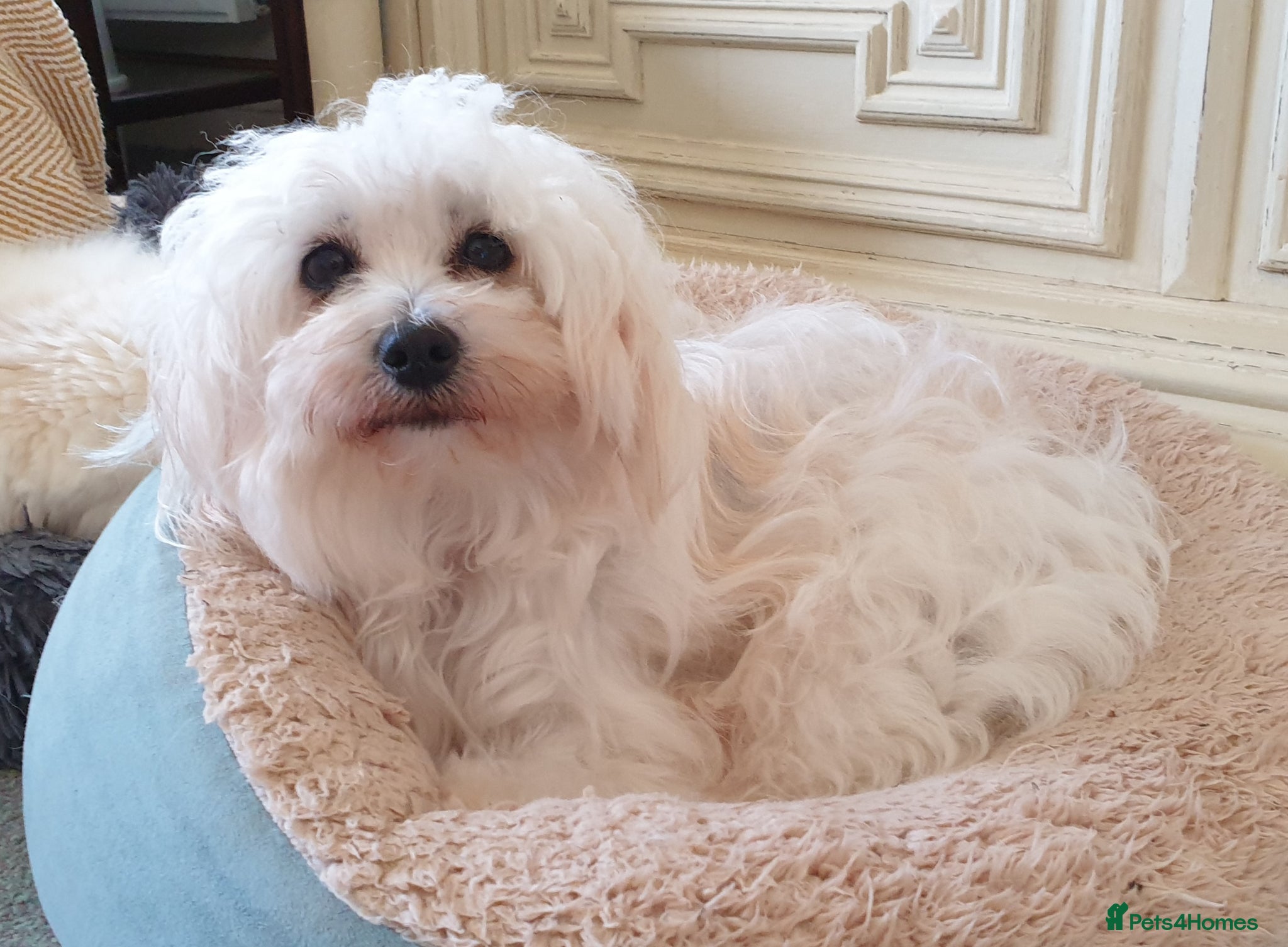 Coton De Tulear dogs for sale: K. C. reg. Coton de tulear - health tested - Advert 6