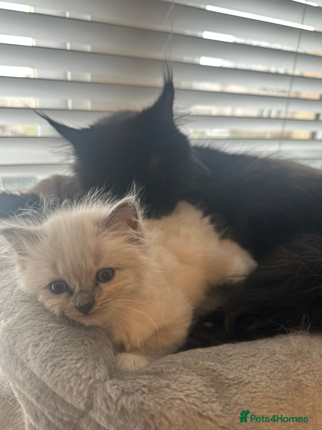 Ragdoll cats for sale: Ragdoll kittens - Image 6