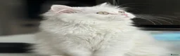 Persian cats for sale: The last Beautiful Persian female kitten - Advert 9