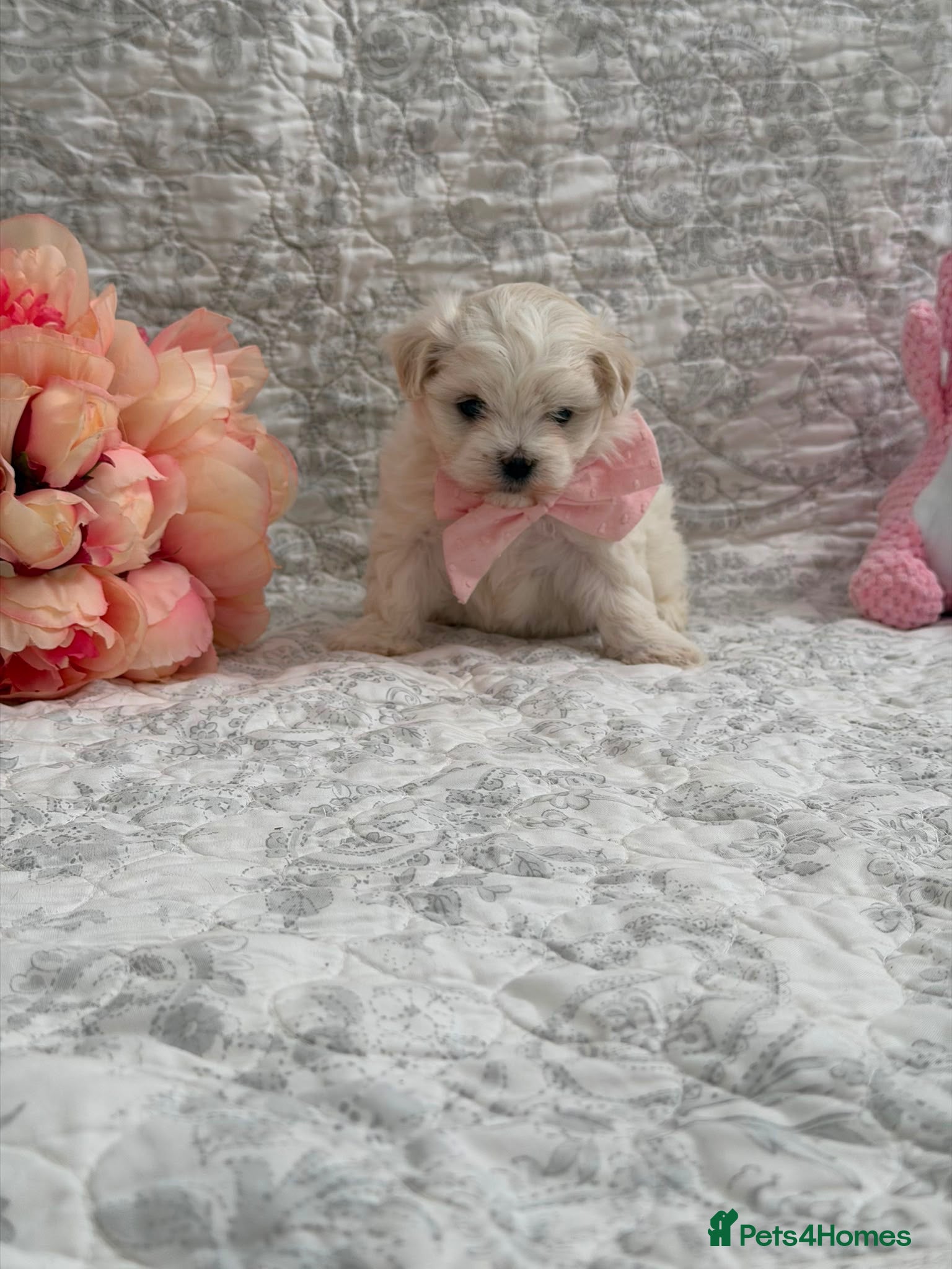Maltese dogs 🤩 2 stunning Maltese 🤩 - Advert 7