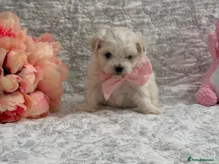 Maltese dogs 🤩 1 stunning female Maltese 🤩 - Advert 2