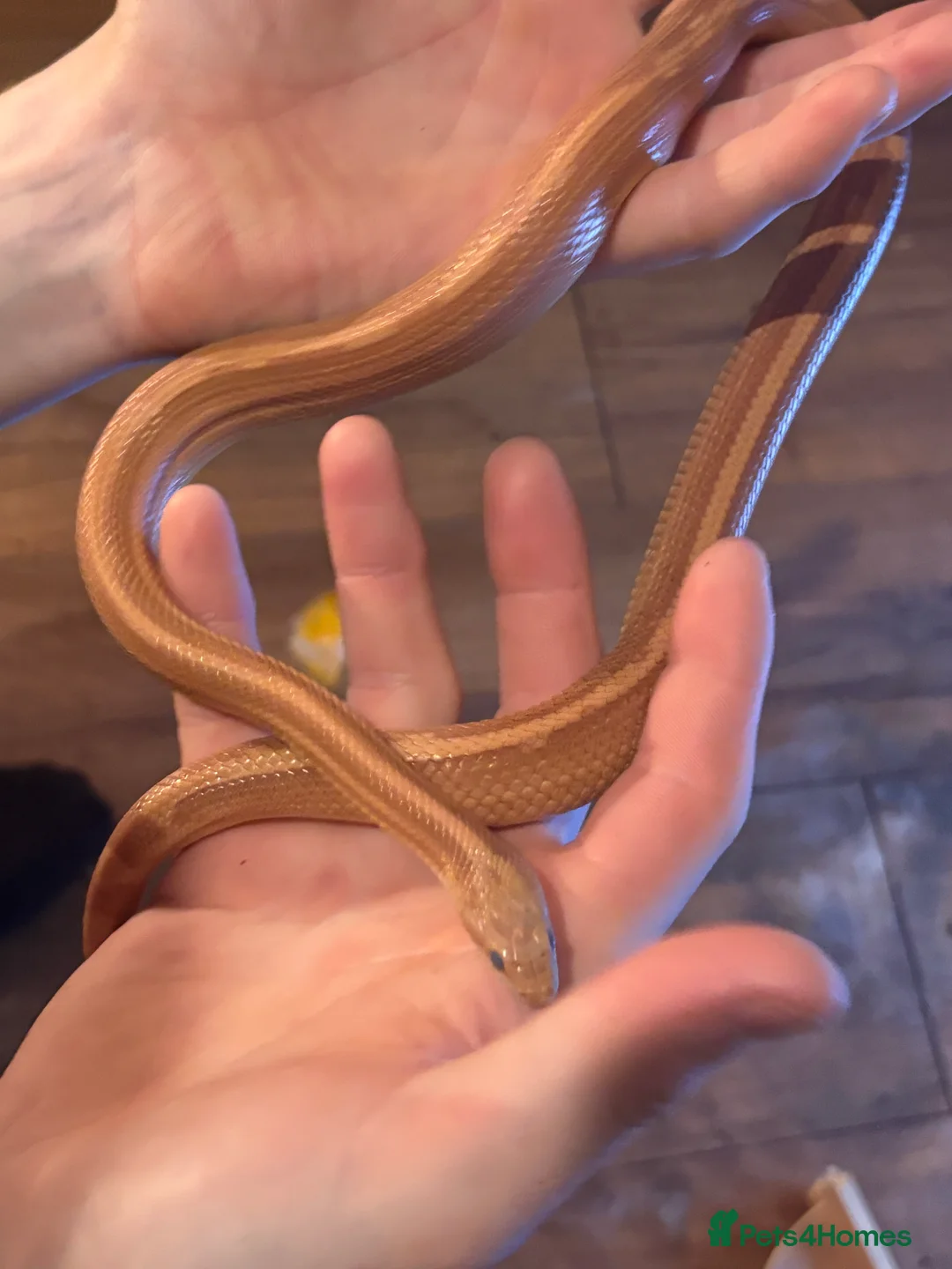 Mixed Breed reptiles for sale: Reptile bundle for sale - Advert 4