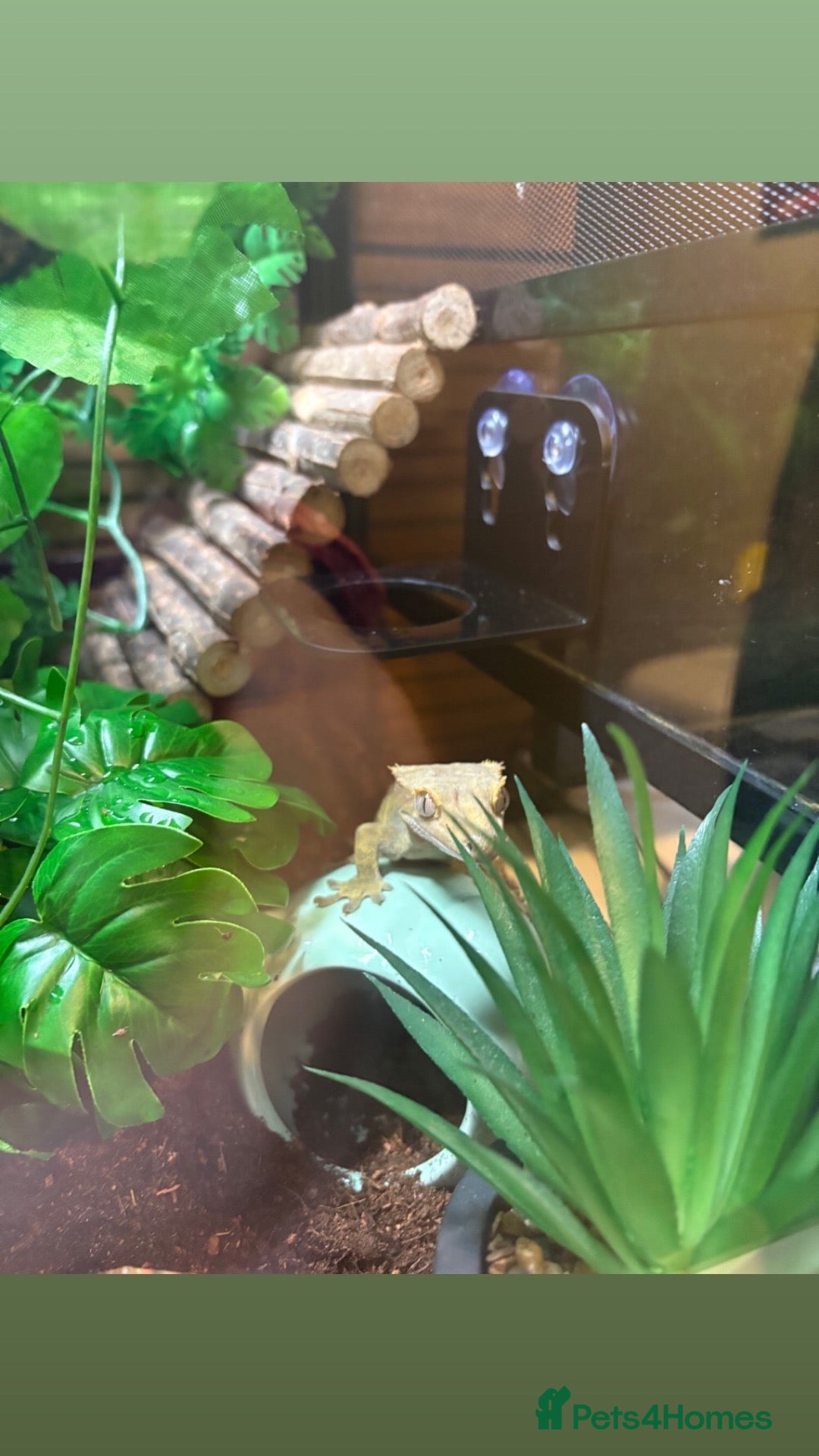 Gecko reptiles for sale: Crested gecko and enclosure for sale  - Advert 3