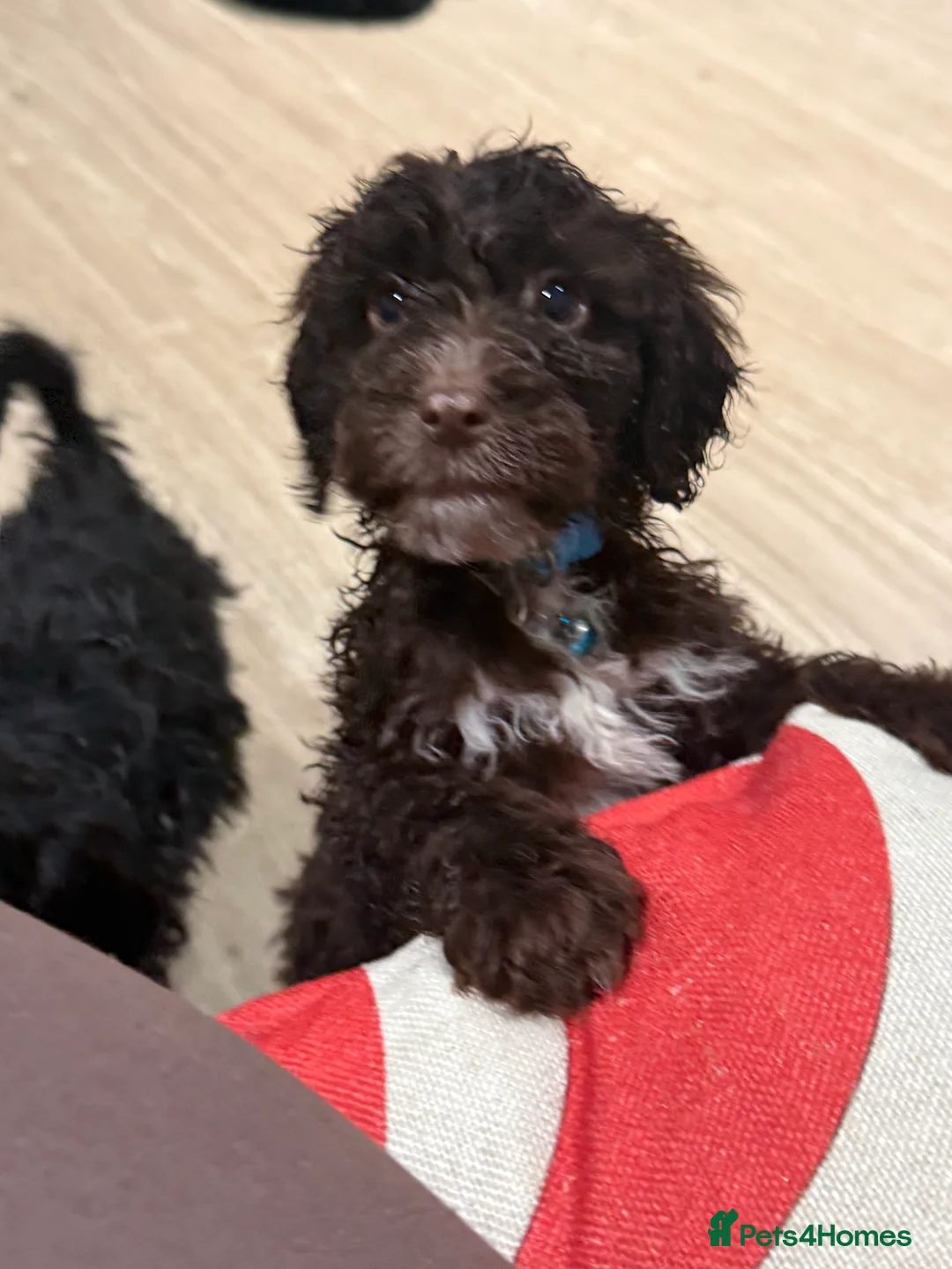 Cockapoo dogs for sale: Miniature f1 Cockapoos puppies - Advert 4