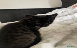 British Shorthair cats for sale: Black and White Kittens - Image 6