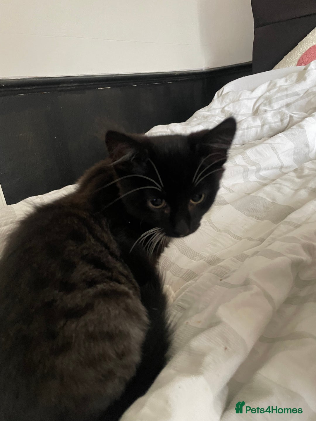 British Shorthair cats for sale: Black and White Kittens - Image 6