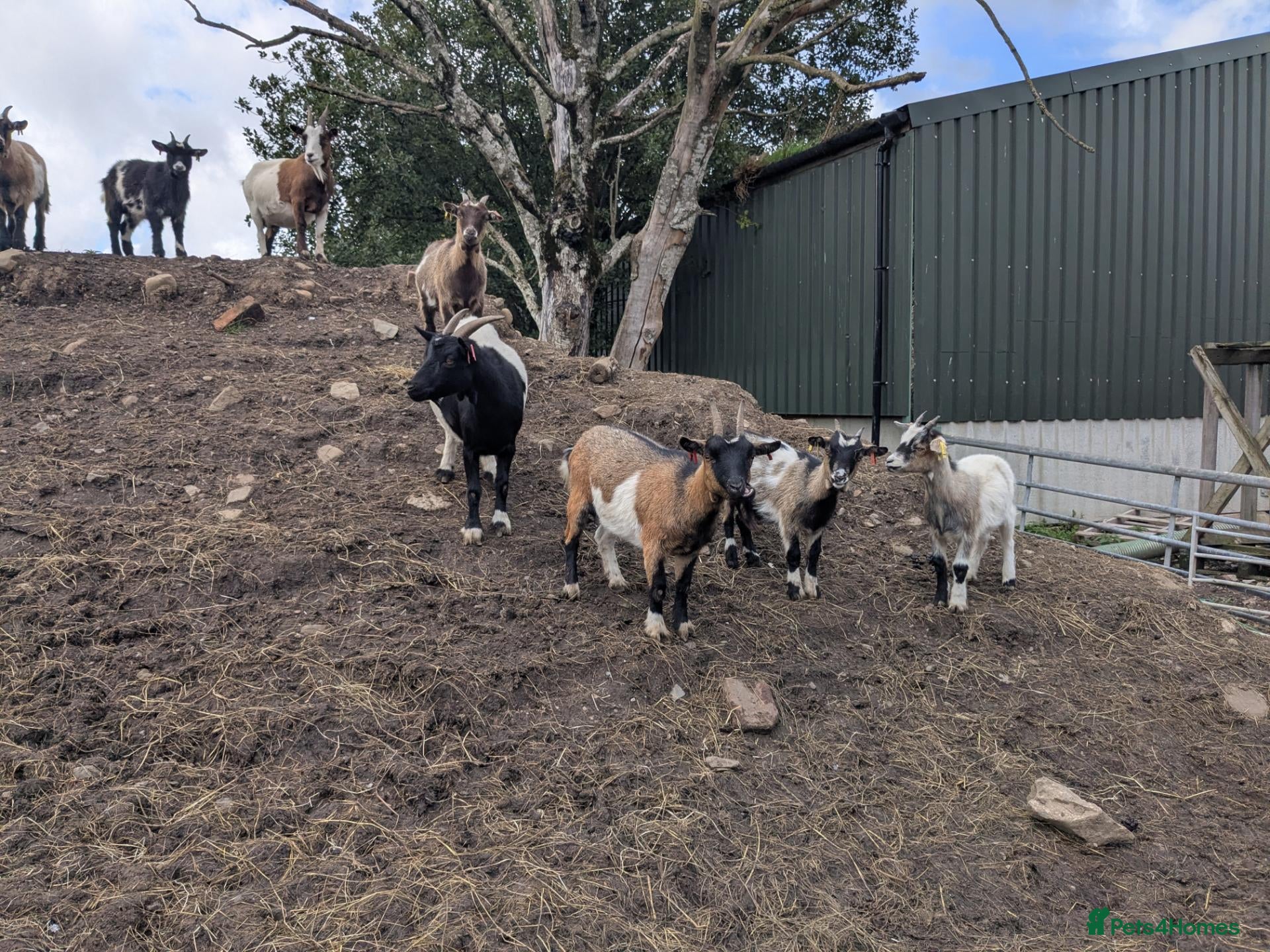 Goats livestock Pygmy goats for sale  - Advert 1