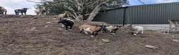 Goats livestock for sale: Pygmy goats for sale  in Clitheroe - Advert 1