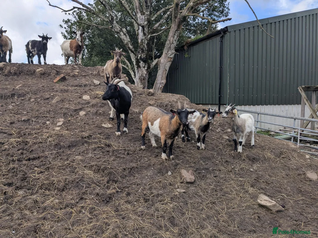 Goats livestock for sale: Pygmy goats for sale  in Clitheroe - Advert 1