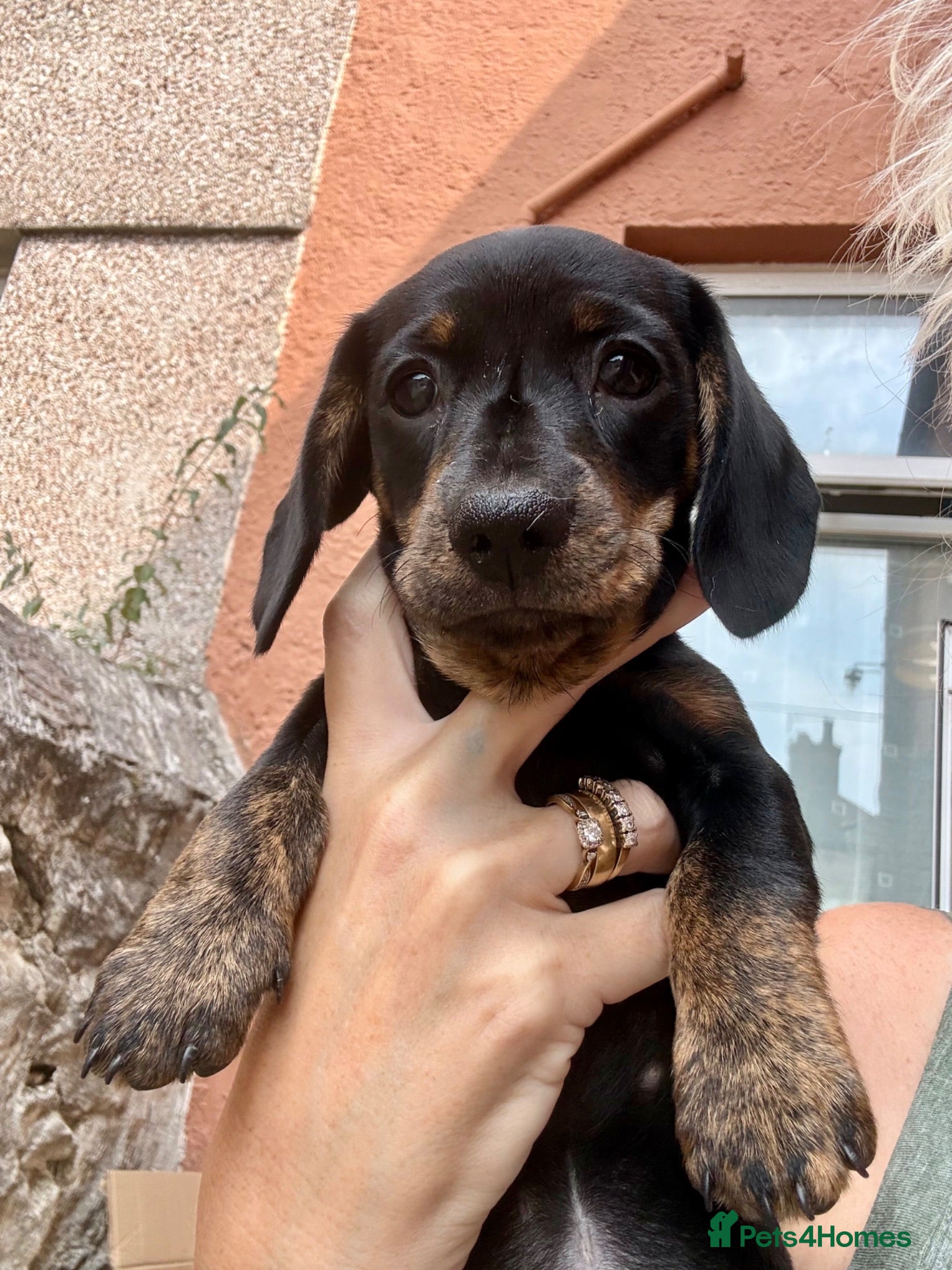 Miniature Dachshund dogs Ready now litter of brindle miniature Dachshunds - Advert 1