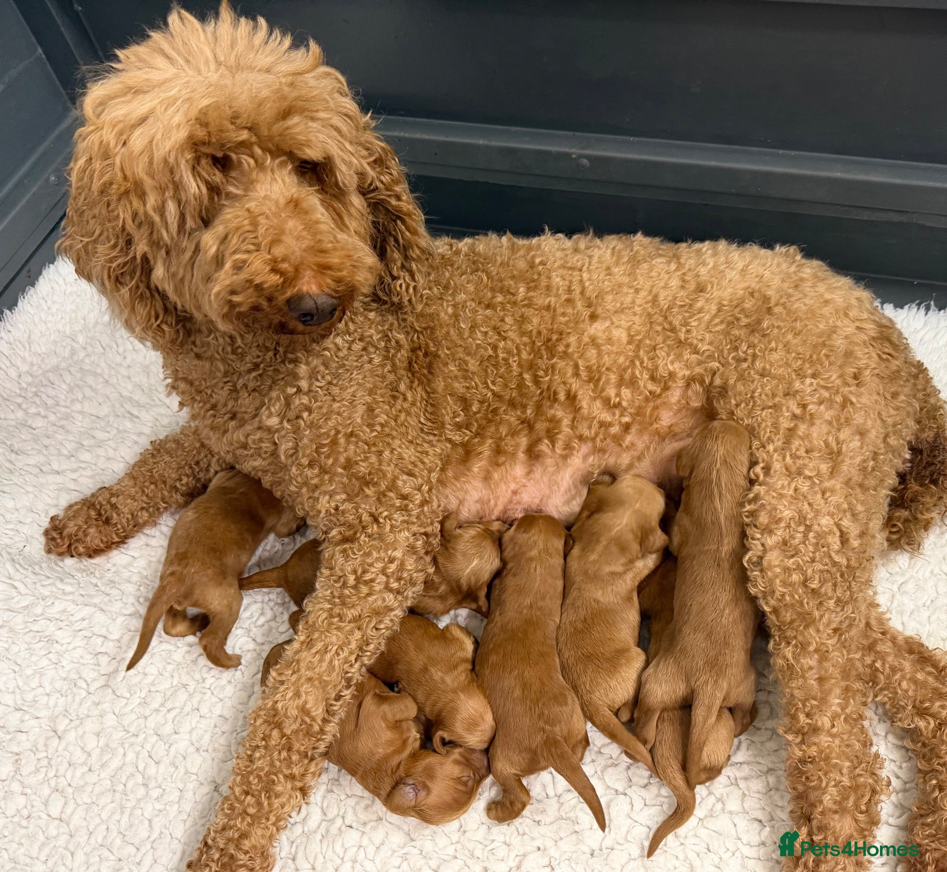 Goldendoodle dogs F1 Goldendoodle Puppies  - Advert 1