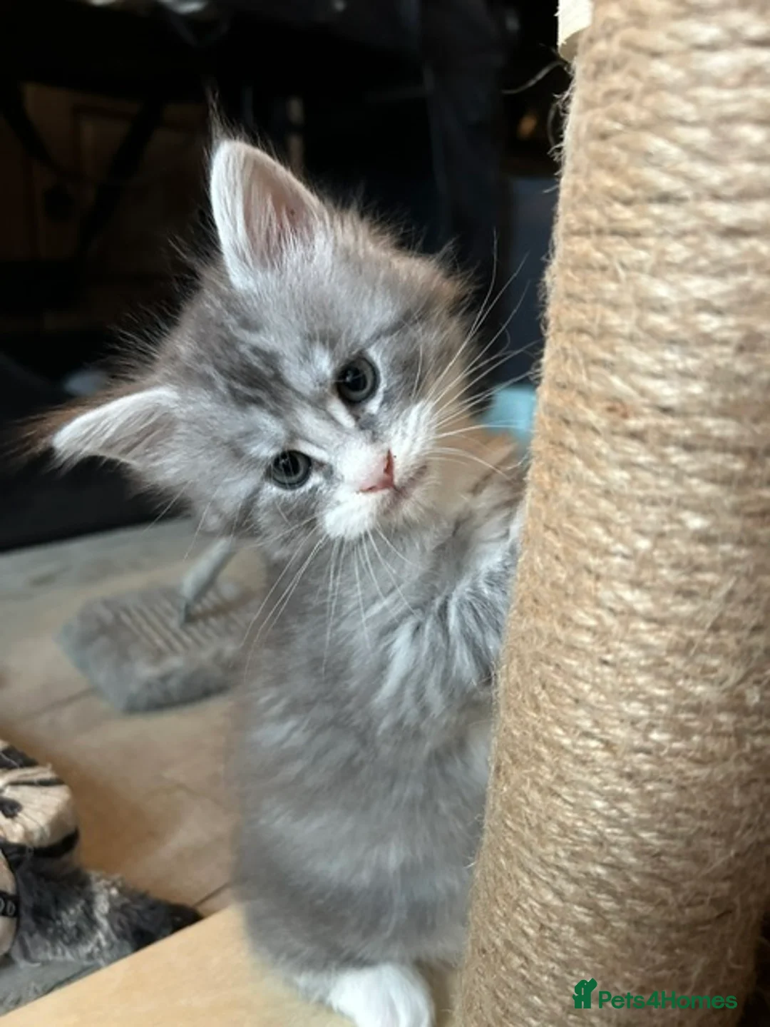 Maine Coon cats for sale: Exceptional POLYDACTYL Maine Coon Kittens  - Advert 21