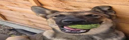 German Shepherd dogs for sale: 7 month old german shepherd  in Scunthorpe - Advert 4