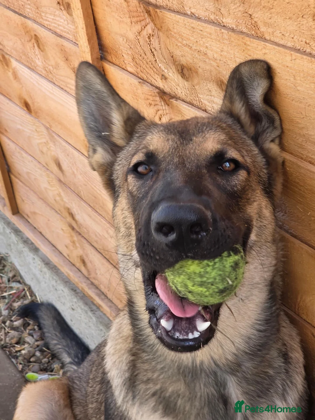 German Shepherd dogs for sale: 7 month old german shepherd  in Scunthorpe - Advert 4