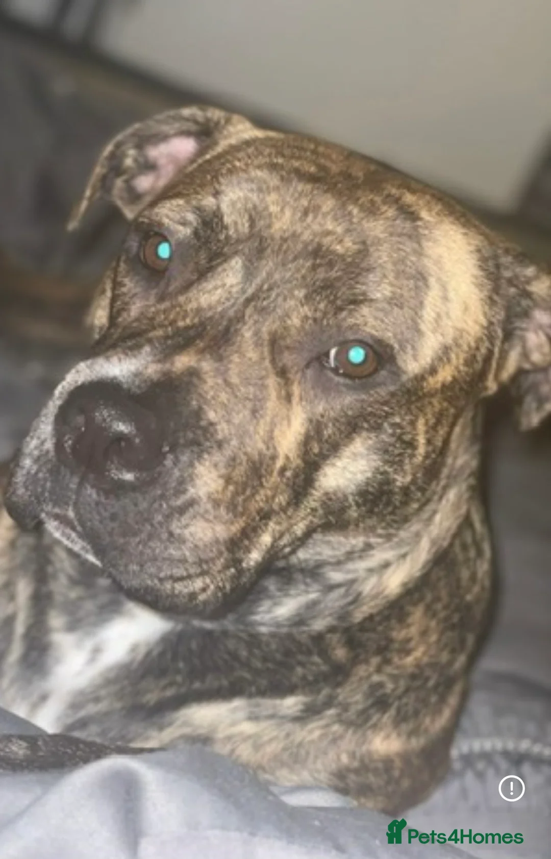 Presa Canario dogs for sale: Experienced Home needed Loyal large Breed Dog  - Advert 1
