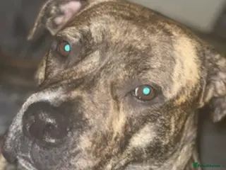 Presa Canario dogs Experienced Home needed Loyal large Breed Dog - Advert 9